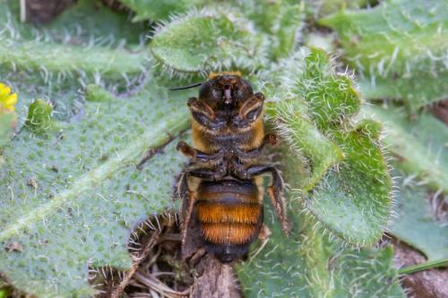 Megachile willughbiella